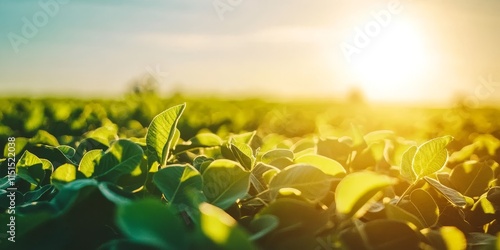 Vibrant agricultural soy plantation thriving under the sun, showcasing green soybeans plants flourishing in the sunlight of a clear, bright day. Experience the beauty of agricultural soy growth. photo