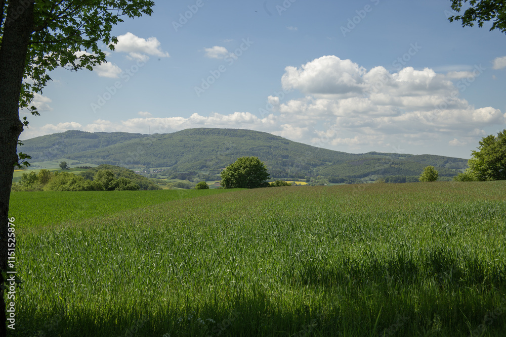 Landscape in the vicinity of Bad Sooden-Allendorf. Barley field against the backdrop of mountains. Picturesque clouds on the blue sky. High quality photo Landscape in the vicinity of Bad Sooden-Allendorf. Barley field against the backdrop of mountains. Picturesque clouds on the blue sky. High quality photo