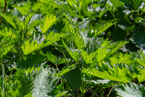 Urtica dioica or stinging nettle, in the garden. Stinging nettle, a medicinal plant that is used as a bleeding, diuretic, antipyretic, wound healing, antirheumatic agent photo