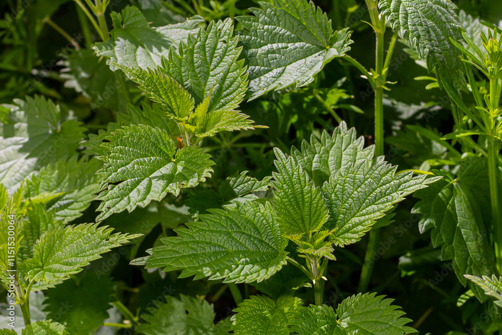 Urtica dioica or stinging nettle, in the garden. Stinging nettle, a medicinal plant that is used as a bleeding, diuretic, antipyretic, wound healing, antirheumatic agent
