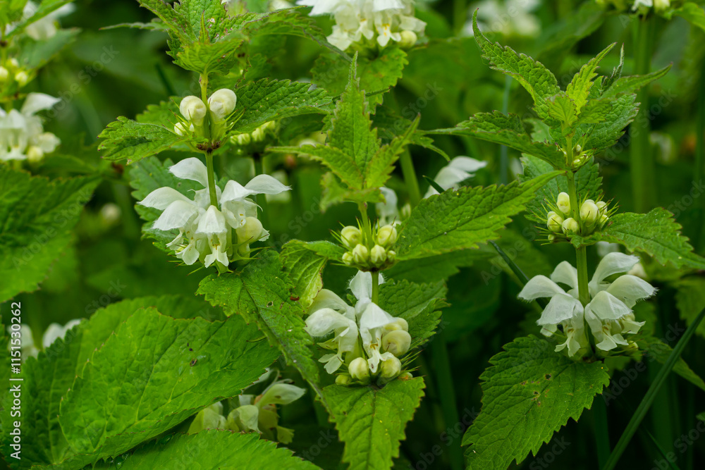 The blossoming dead nettle in sunny day a close up. Lamium album. Lamiaceae Family The blossoming dead nettle in sunny day a close up. Lamium album. Lamiaceae Family