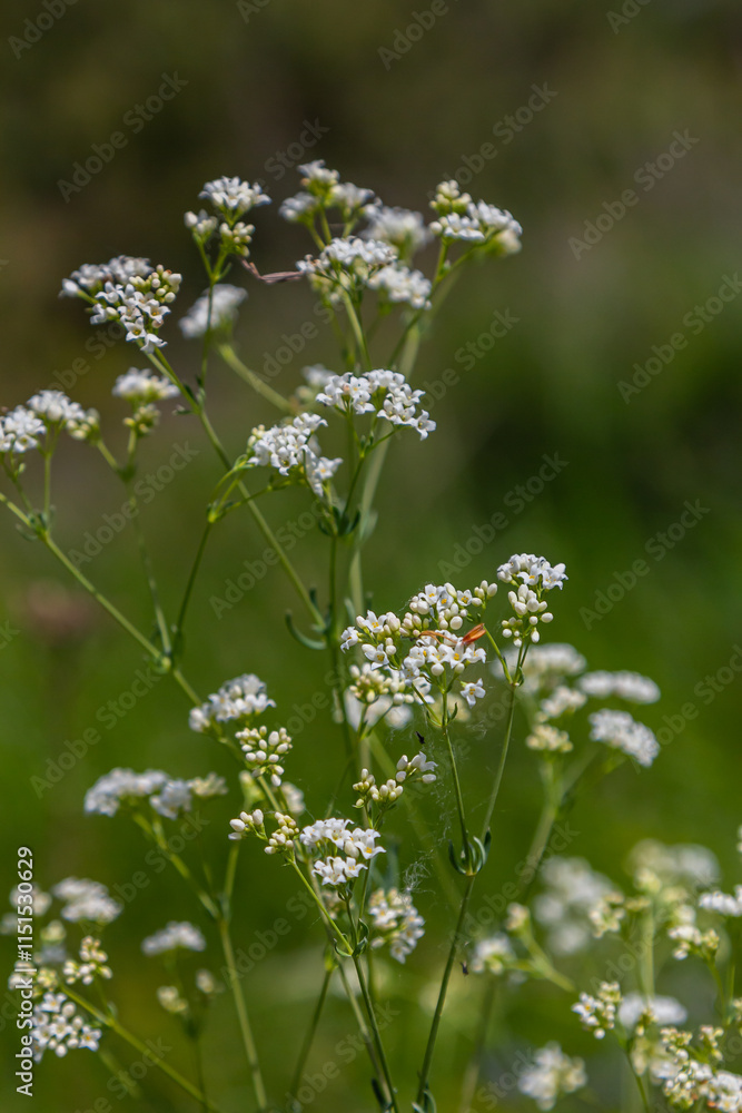 Shoots from the wild plant Galium palustre Shoots from the wild plant Galium palustre