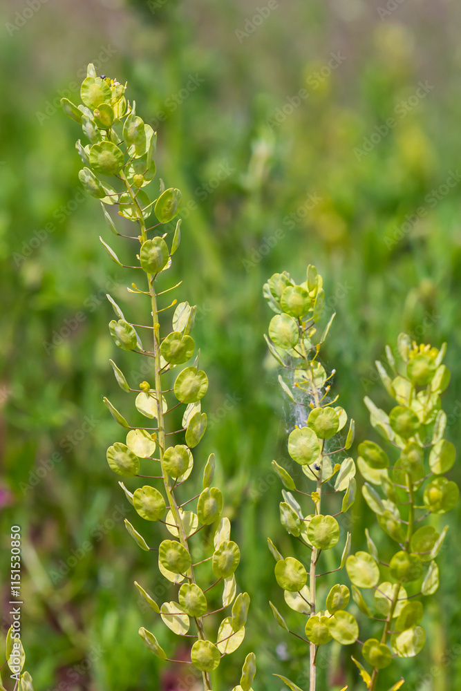 In nature, Thlaspi arvense grows among wild grasses In nature, Thlaspi arvense grows among wild grasses