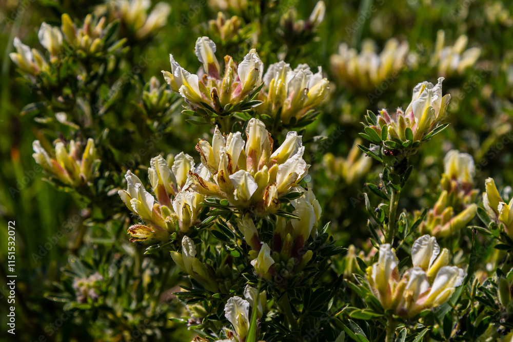 Obraz premium In the spring Chamaecytisus ruthenicus blooms in the wild