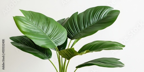 Green palm tree leaf against a white background, highlighting the beauty of foliage. Exploring issues like peach leaf curl and fungal disease impacts on trees. Focus on leaf health. photo