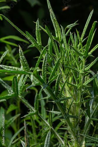 New leaves of Cirsium vulgare on on the river bank photo