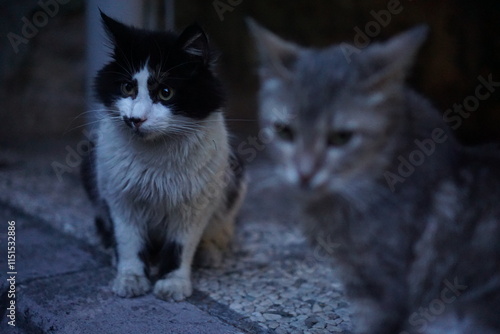 stray cats on a black background