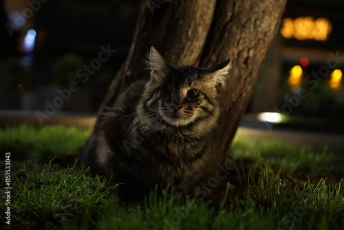 one eyed cat in the garden