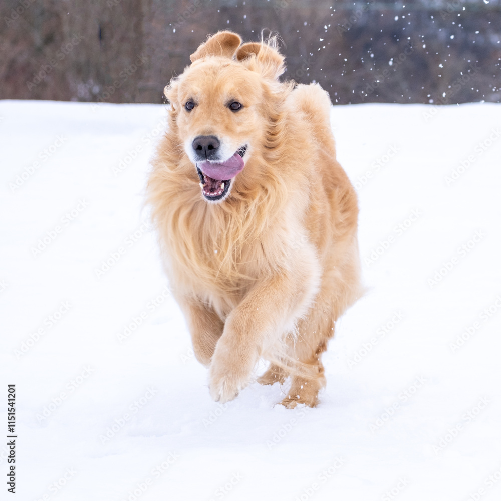 An adult Golden Retriever dog runs and jumps in the snow in the mountains. Freedom and happiness concept.
An adult Golden Retriever dog runs and jumps in the snow in the mountains. Freedom and happiness concept.