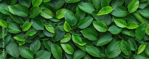 Foliage abstract background concept. A vibrant arrangement of lush green leaves in various shapes and shades.