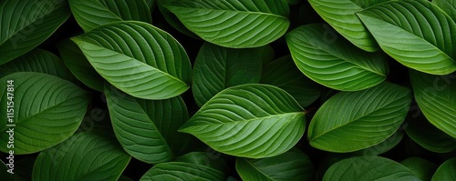 Wallpaper Mural Foliage abstract background concept. Close-up of vibrant green leaves showcasing texture and natural beauty in a minimalist style. Torontodigital.ca