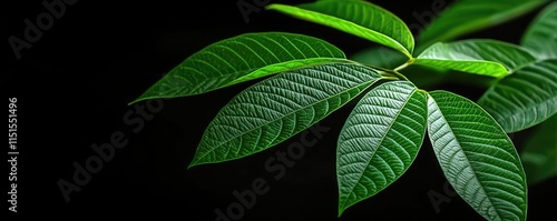 Foliage abstract background concept. Close-up of vibrant green leaves highlighting intricate textures on a dark background.