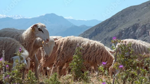 Group of cute sheeps walking, relaxing and eating grass in mountains of Crete island, Greece. Amazing animals feeding in habitat. Picturesque sunny landscape of highlands with snow tops on background 