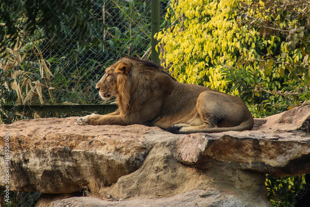 Naklejka premium male lion cub
