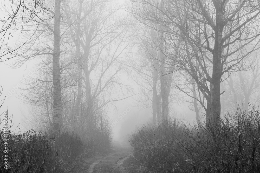 Obraz premium misty morning in the forest