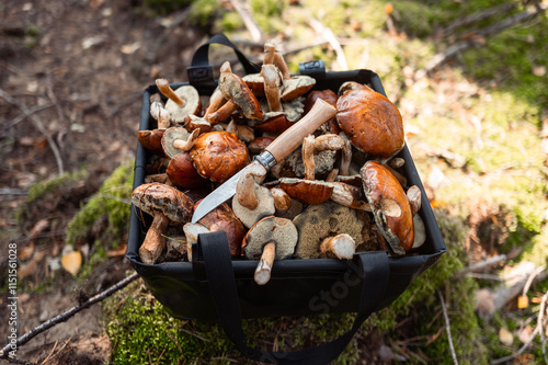 Schwarzer Korb mit Maronenpilzen und Taschenmesser im sonnigen Wald