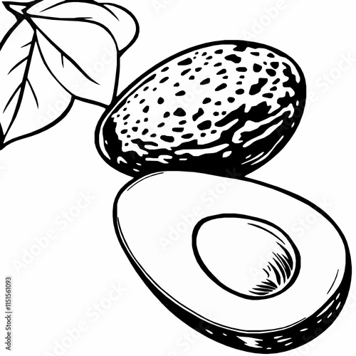 avocado outline vector illustration with seed and pulp details