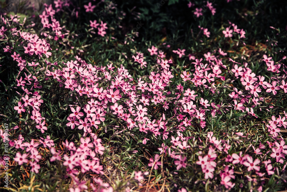 Obraz premium Flower Carpet.