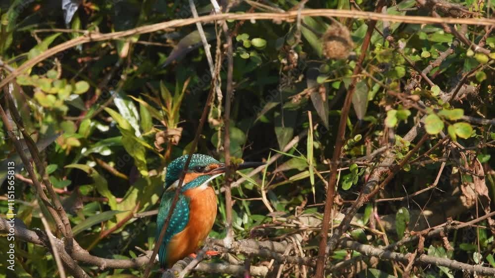 full shot of common kingfisher or Alcedo atthis is a small colorful bird with natural green background during winter season safari at keoladeo national park or bharatpur bird sanctuary rajasthan india full shot of common kingfisher or Alcedo atthis is a small colorful bird with natural green background during winter season safari at keoladeo national park or bharatpur bird sanctuary rajasthan india