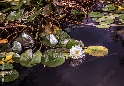 Water lily.