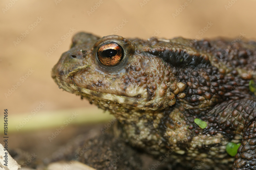 Fototapeta premium Closeup on a female of the European Common toad, Bufo bufo
