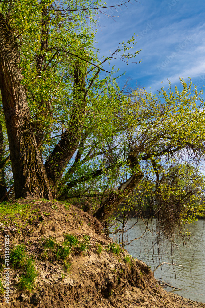 Obraz premium The river Tisza in springtime