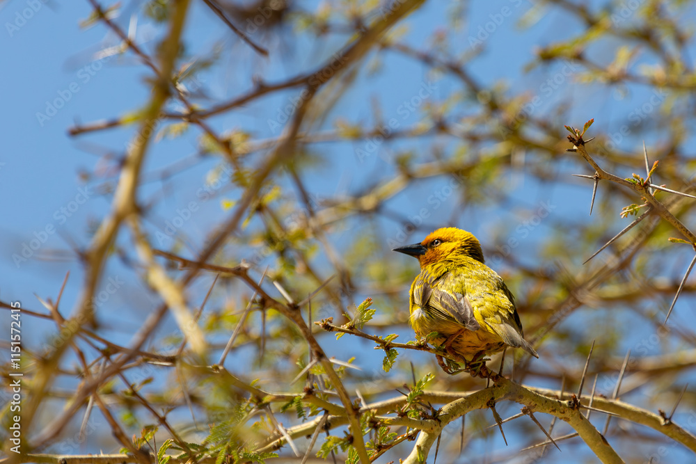 Weaver Birds near Clanwilliam in the Western Cape of South Africa Weaver Birds near Clanwilliam in the Western Cape of South Africa