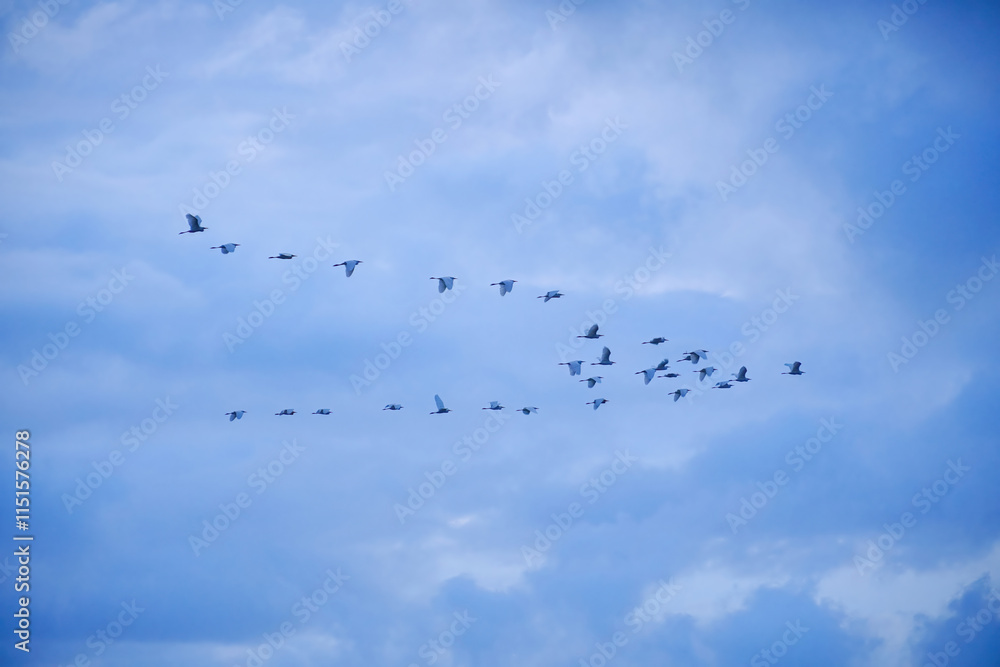 Large flocks of migratory birds. Migratory birds flying in the blue sky. Large flocks of migratory birds. Migratory birds flying in the blue sky.