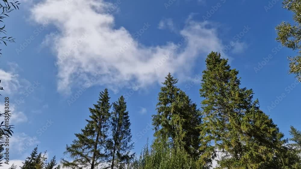 time lapse. Captivating view of tall pine trees under a clear blue sky in a serene natural setting time lapse. Captivating view of tall pine trees under a clear blue sky in a serene natural setting