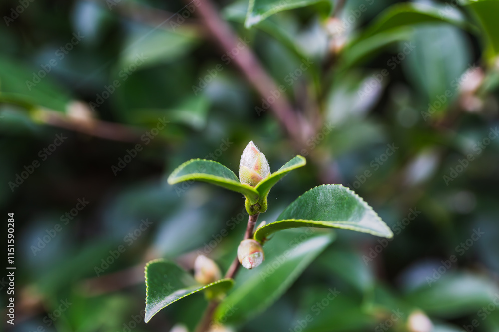 Obraz premium 椿の蕾