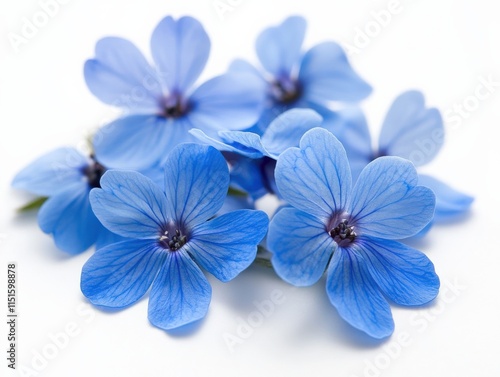 close-up of blue flowers on white background