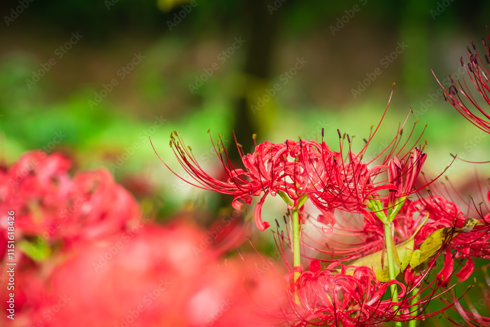 Lycoris radiata (Red spider lily) at Kinchakuda Lycoris radiata (Red spider lily) at Kinchakuda