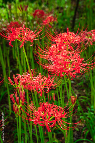 Lycoris radiata (Red spider lily) at Kinchakuda photo