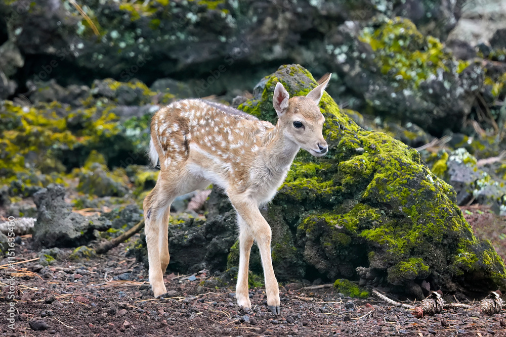 Fallow deer fawn ,dama dama, in the forest Fallow deer fawn ,dama dama, in the forest