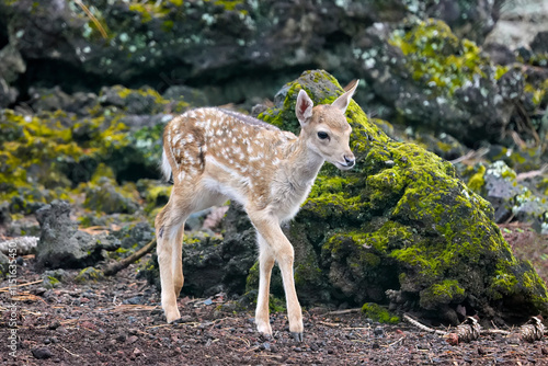 Fototapeta Naklejka Na Ścianę i Meble -  Fallow deer fawn ,dama dama, in the forest