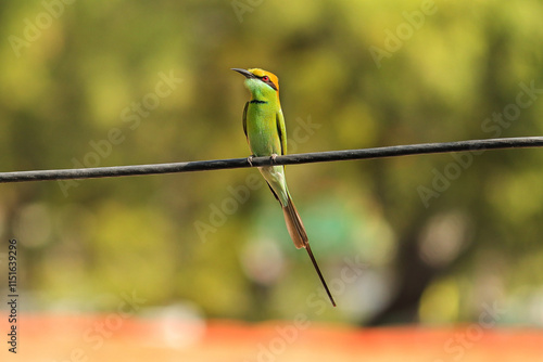 Asian green bee-eater Merops orientalis also Little green bee-eater, bird in gir forest gujarat India widely distributed across Asia. A beautiful Green Bee-Eater eating an insect in green background. photo