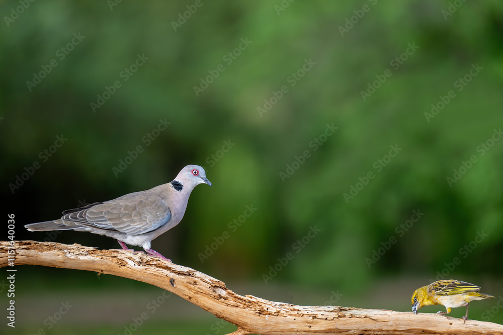 Red-Eyed Dove (Streptopelia semitorquata) in its Kenyan habitat