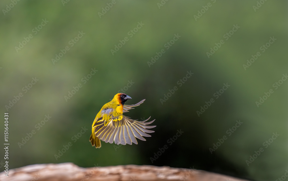 African-Kenyan masked weaver bird