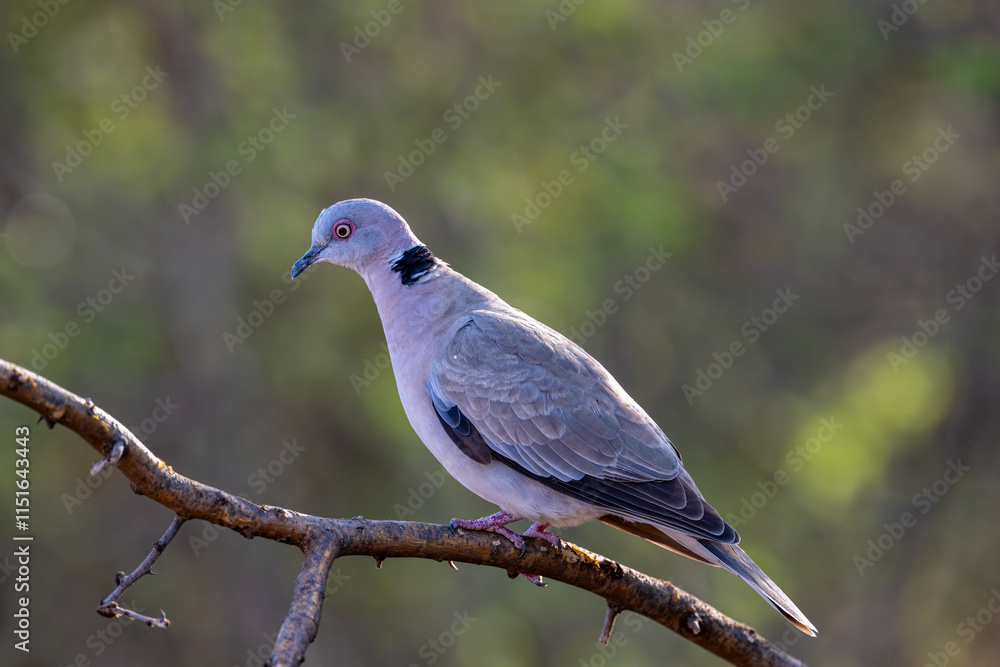 Red-Eyed Dove (Streptopelia semitorquata) in its Kenyan habitat