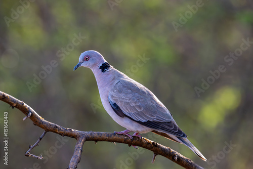 Red-Eyed Dove (Streptopelia semitorquata) in its Kenyan habitat