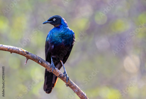 Obraz na płótnie An greater blue-eared starling (Lamprotornis chalybaeus) perched on a branch, Kruger National Park, South Africa w salonie
