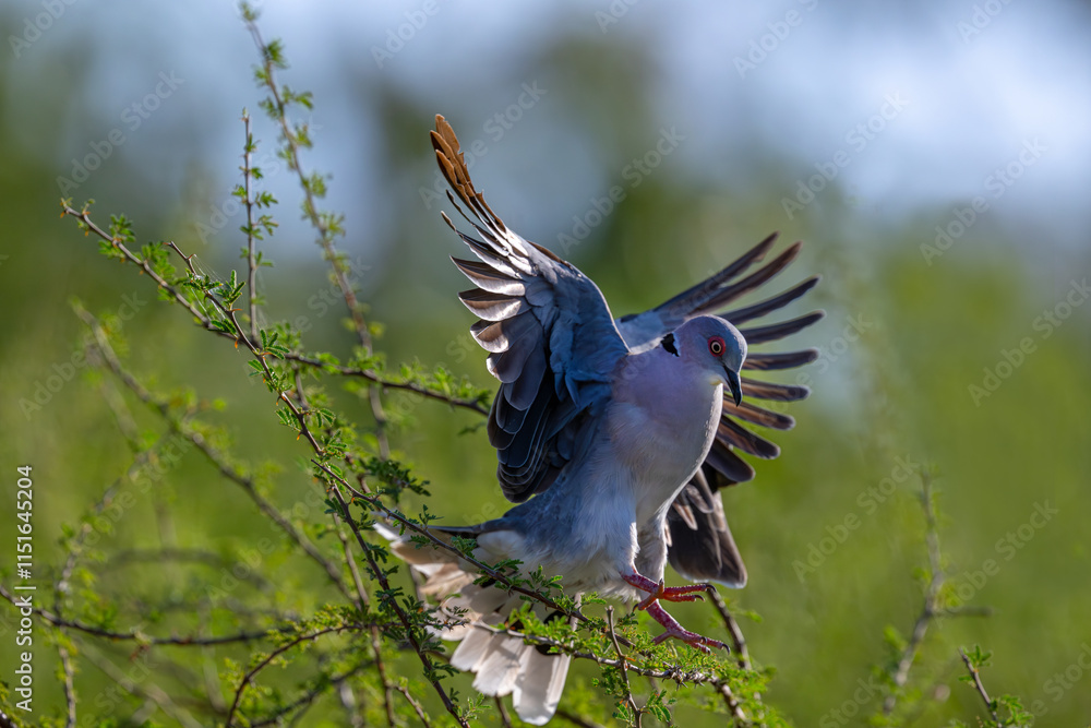 Red-Eyed Dove (Streptopelia semitorquata) in its Kenyan habitat