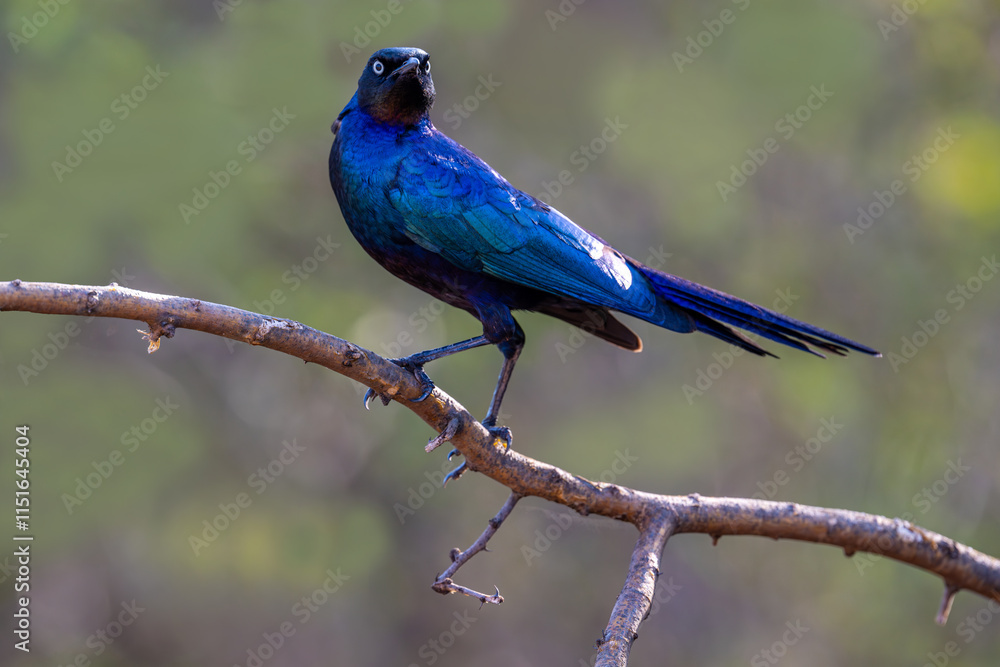 An greater blue-eared starling (Lamprotornis chalybaeus) perched on a branch, Kruger National Park, South Africa