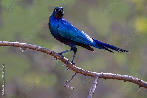 Obraz na płótnie An greater blue-eared starling (Lamprotornis chalybaeus) perched on a branch, Kruger National Park, South Africa w salonie