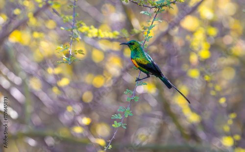 Obraz na płótnie Marico sunbird on tree branch in Kenya habitat w salonie