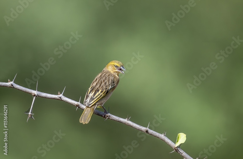 Masked Golden Weaver bird in Kenya habitat photo