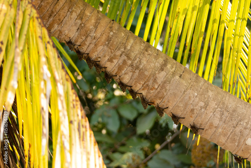 close-up groep of a large group of  Proboscis bat hanging on a palm tree at the riverfront in dominical costa rica photo