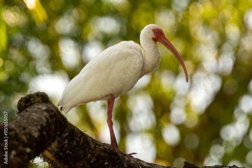 close-up of a white ibis at the dominical riverfront costa rica photo