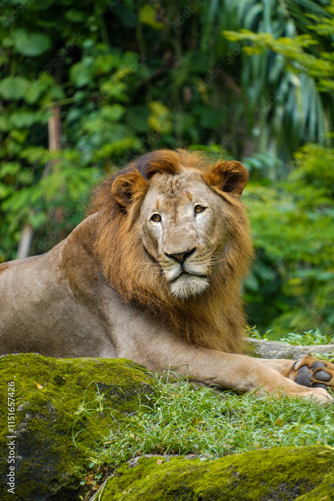 Portrait of an African Lion from Singapore Zoo Portrait of an African Lion from Singapore Zoo