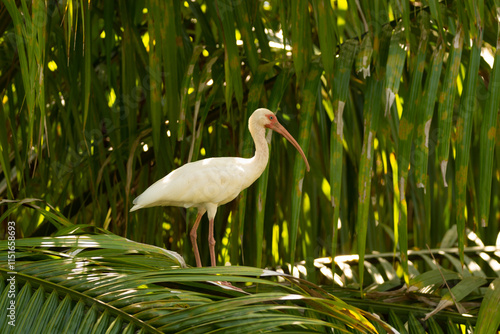 close-up of a white ibis at the dominical riverfront costa rica photo